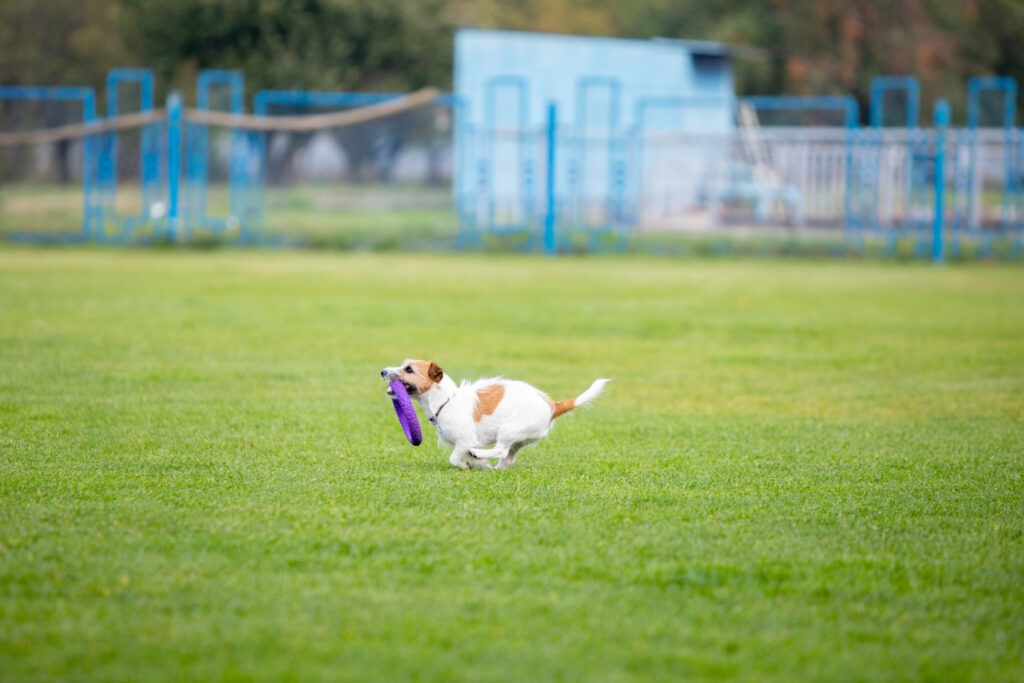 Artificial turf for dogs