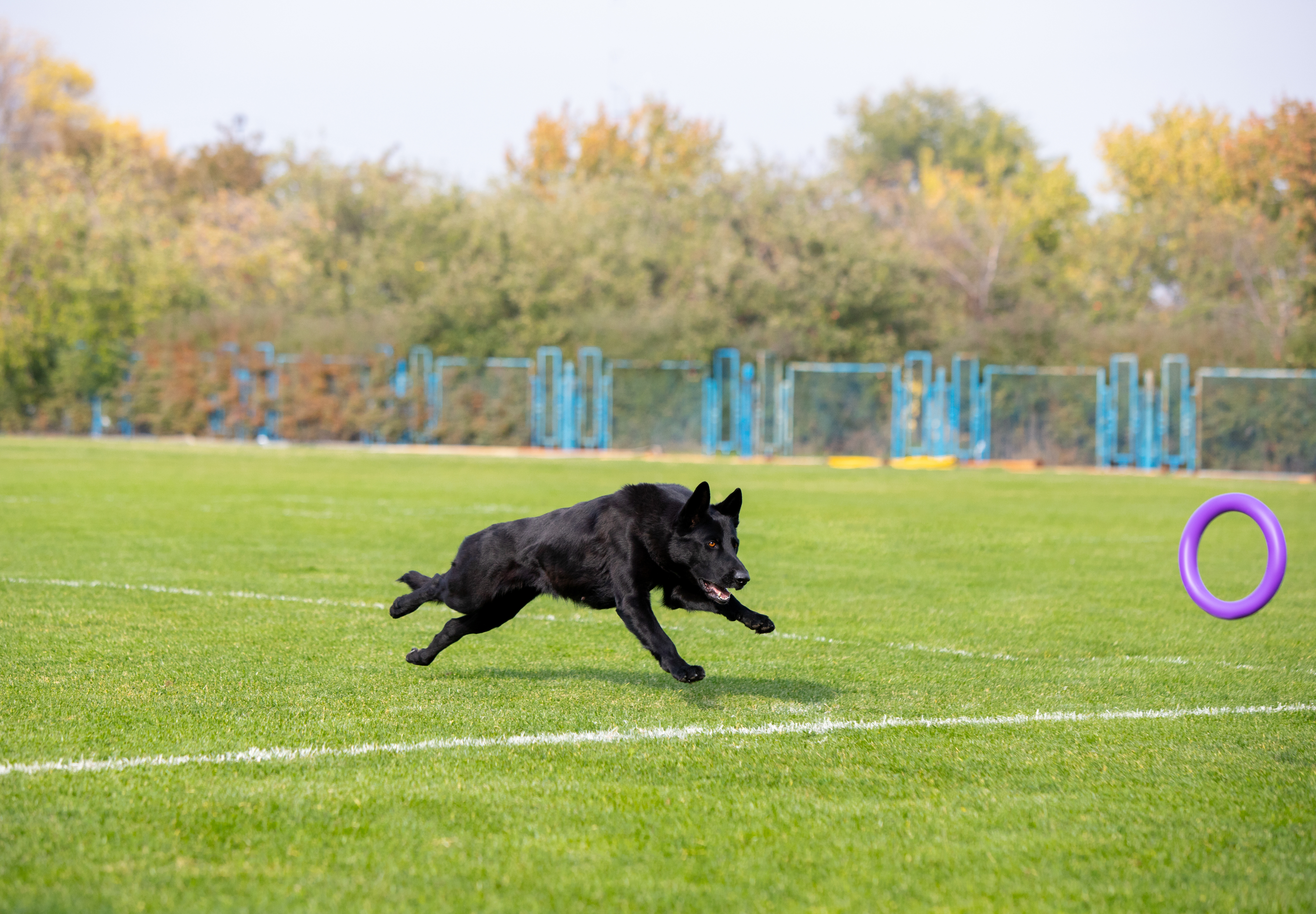 artificial grass for dogs