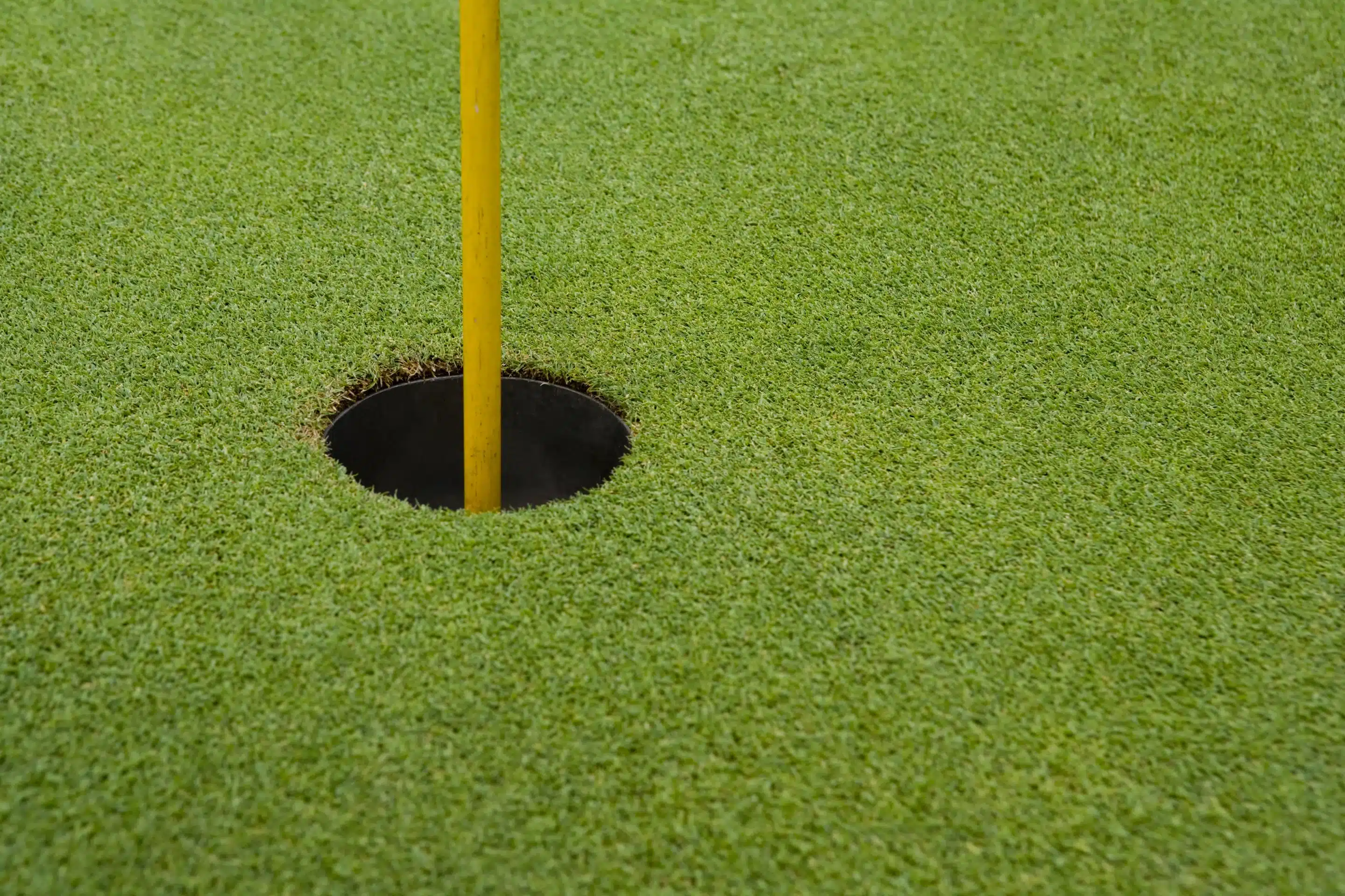 Putting green turf